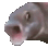 Pog Fish