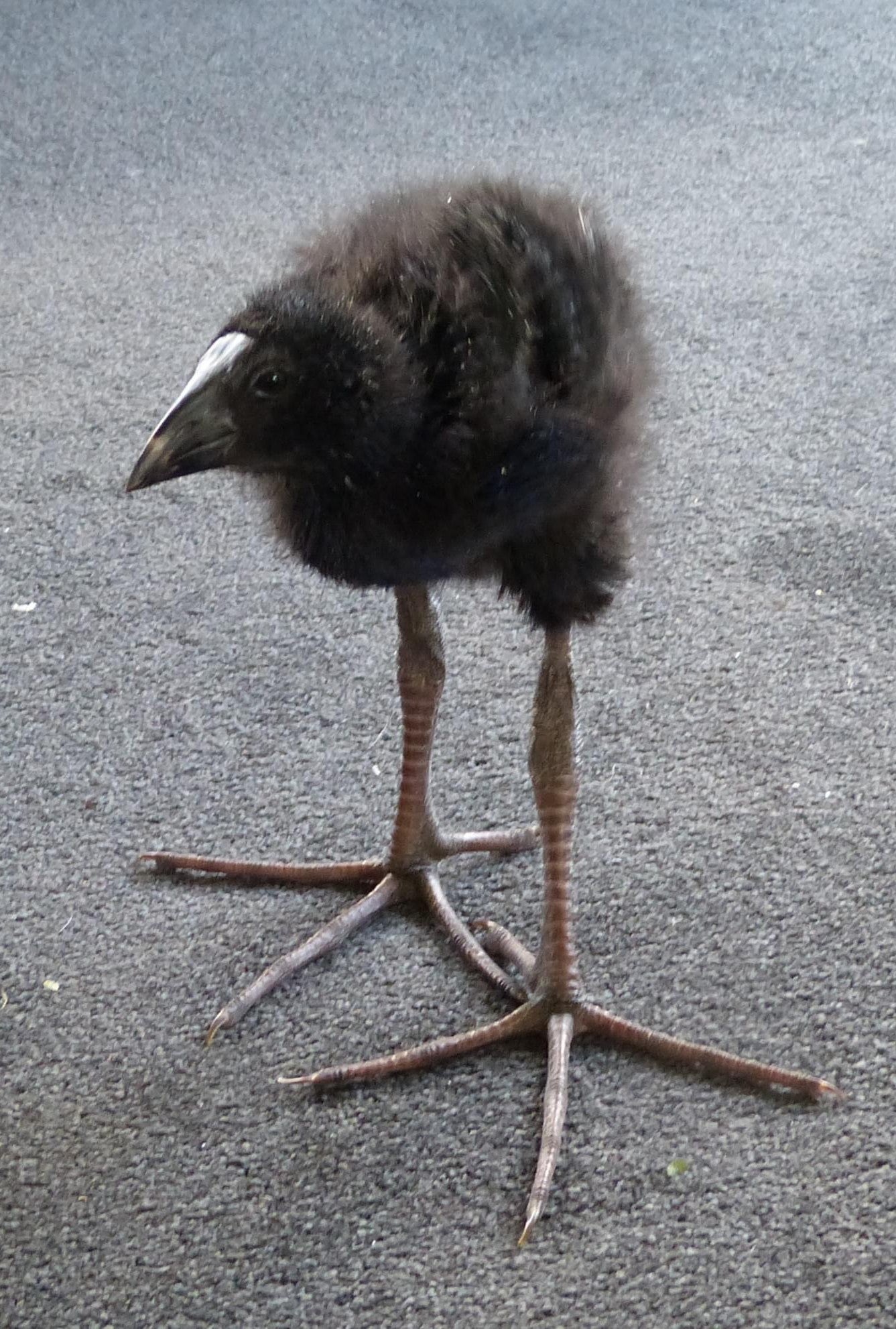 Pukeko Bird
