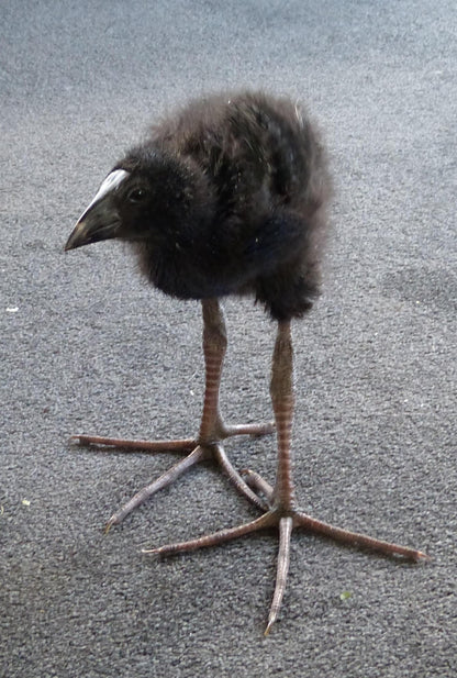 Pukeko Bird