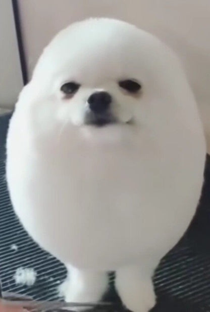 Egg Dog