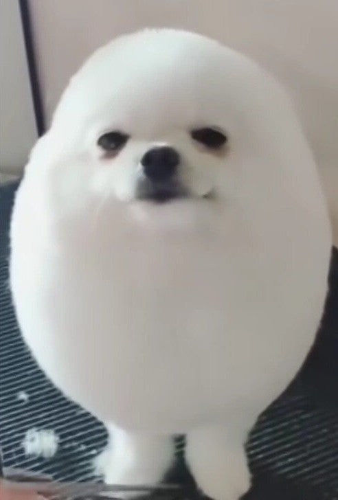 Egg Dog