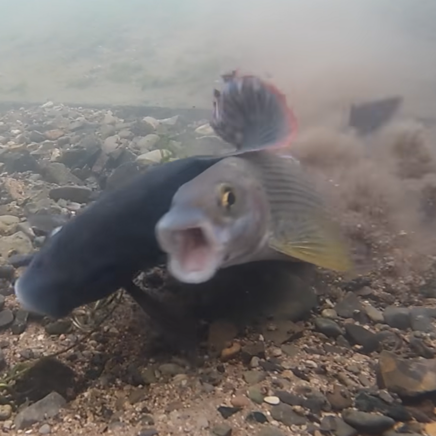 Pog Fish